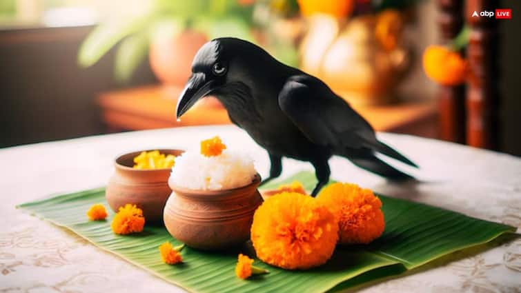 Pitru Paksha 2025 Start Date what to do if crow not found for shradh bhojan Pitru Paksha 2025: पितृ पक्ष में श्राद्ध भोजन के लिए नहीं मिले कौवे तो क्या करें ?