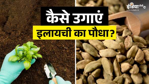 गमले में उगाना चाहते हैं इलायची, फॉलो करें ये बेहद आसान तरीका TODAY TOP NEWS